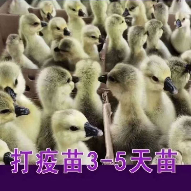 马岗鹅苗雁鹅苗朗德鹅苗保质保量全国发货没有中间商