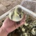 马岗鹅苗雁鹅苗朗德鹅苗保质保量全国发货没有中间商