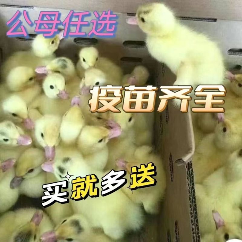 福建白番鸭苗番大种鸳鸯鸭苗防疫齐全运输死亡包赔