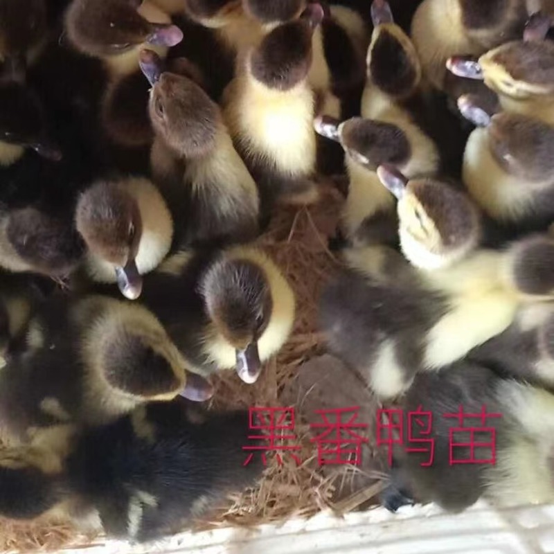 大种黑番鸭苗番鸭苗大体活体黑番鸭苗保质保量