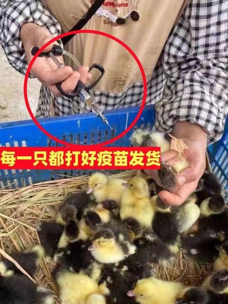 大种黑番鸭苗番鸭苗大体活体黑番鸭苗保质保量