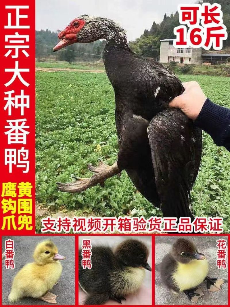 大种黑番鸭苗番鸭苗大体活体黑番鸭苗保质保量