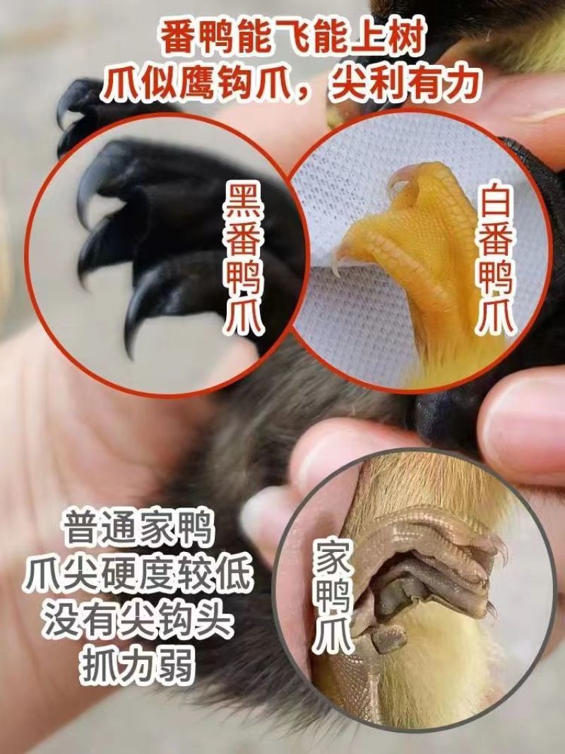 大种花番鸭苗大体番鸭苗全国发货运输死亡包赔包技术