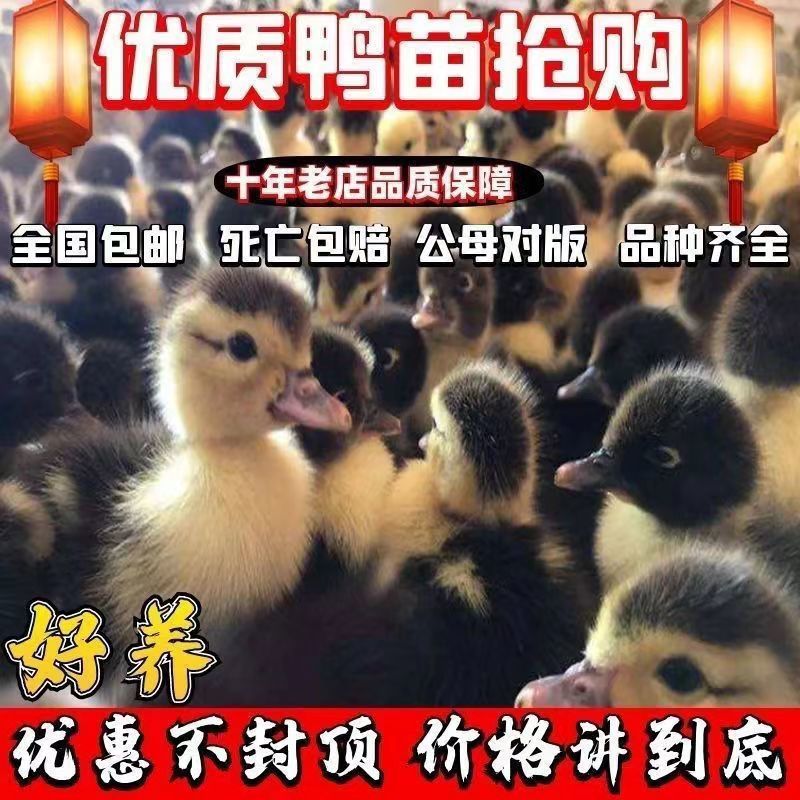 大种花番鸭苗大体番鸭苗全国发货运输死亡包赔包技术