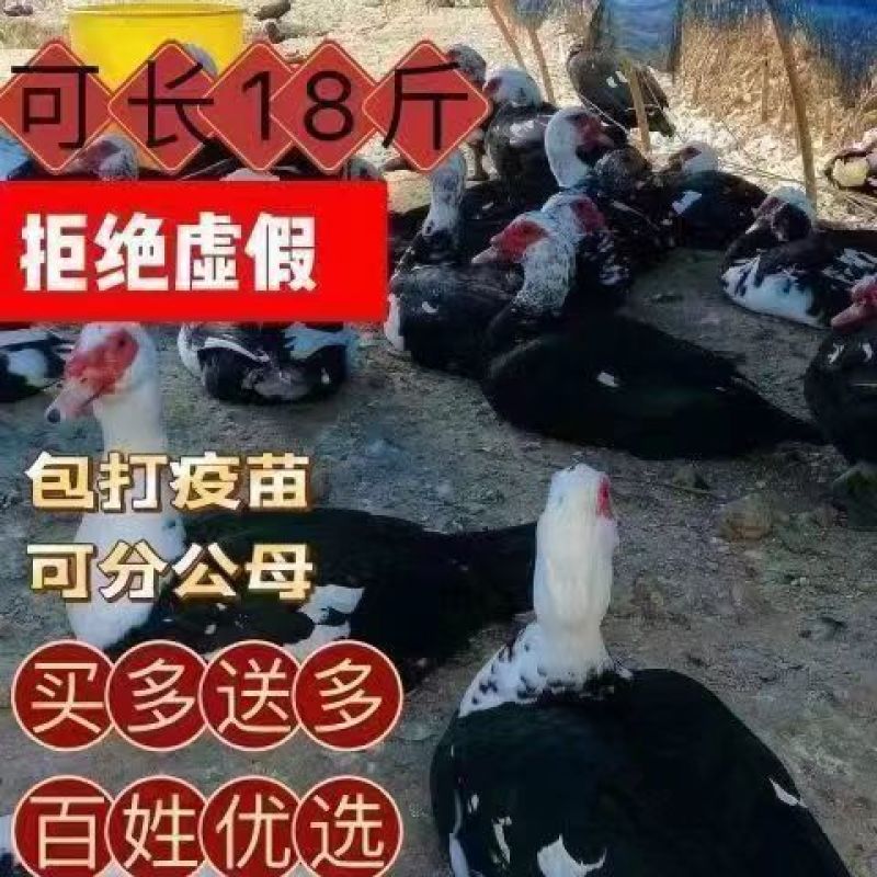 大种花番鸭苗大体番鸭苗全国发货运输死亡包赔包技术