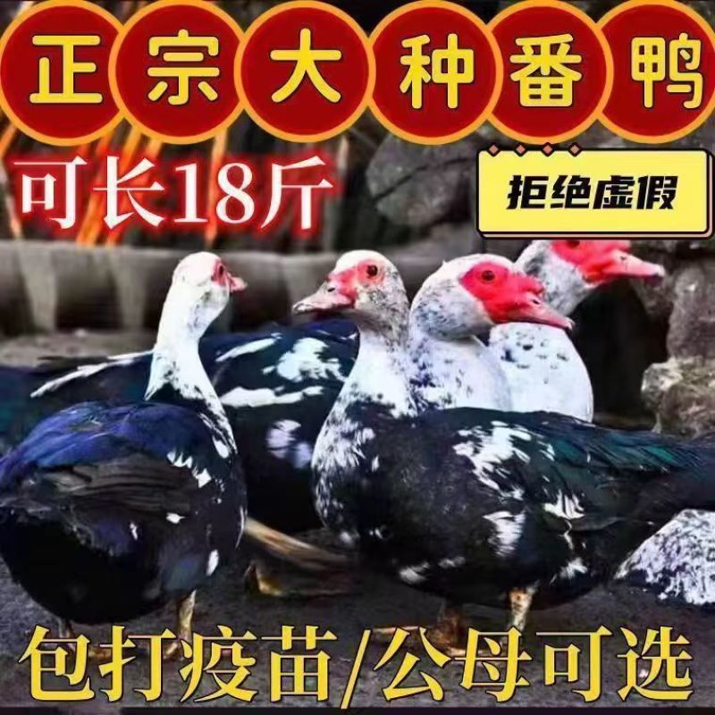 大种花番鸭苗大体番鸭苗全国发货运输死亡包赔包技术
