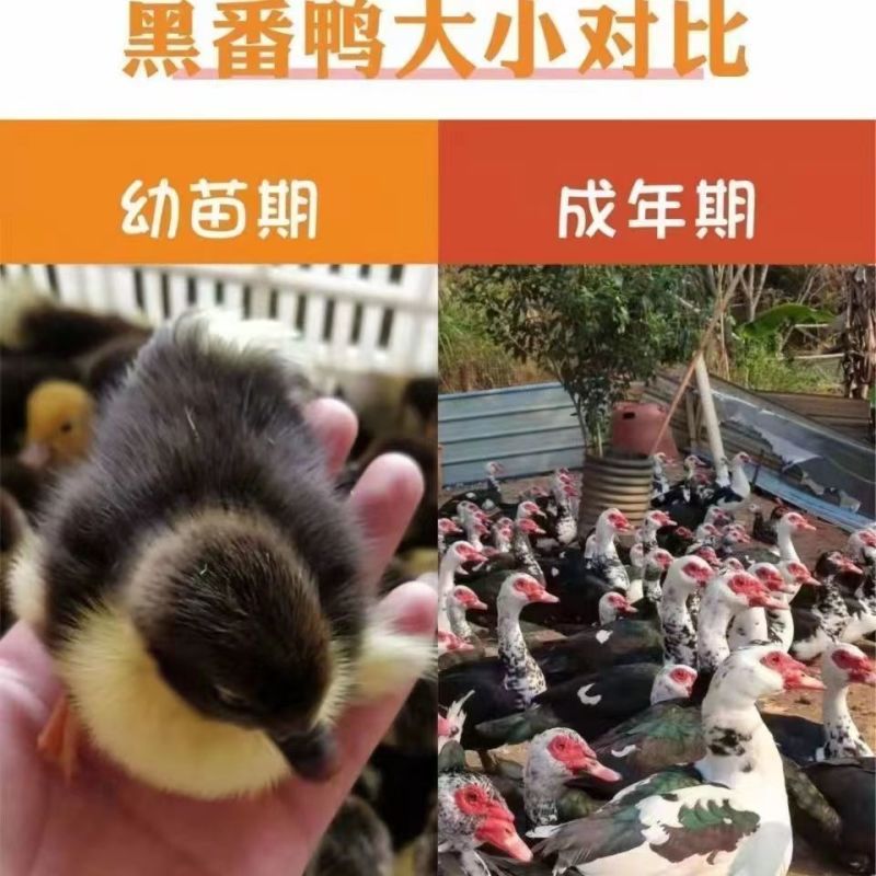 大种花番鸭苗大体番鸭苗全国发货运输死亡包赔包技术
