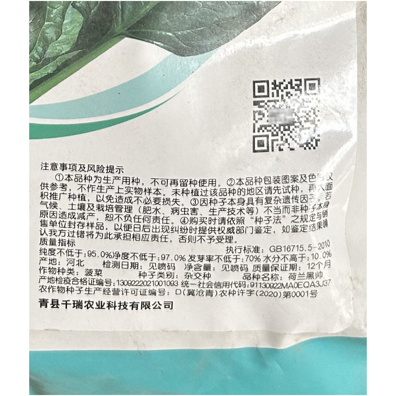 荷兰黑帅大叶菠菜种子45天春秋露地栽培