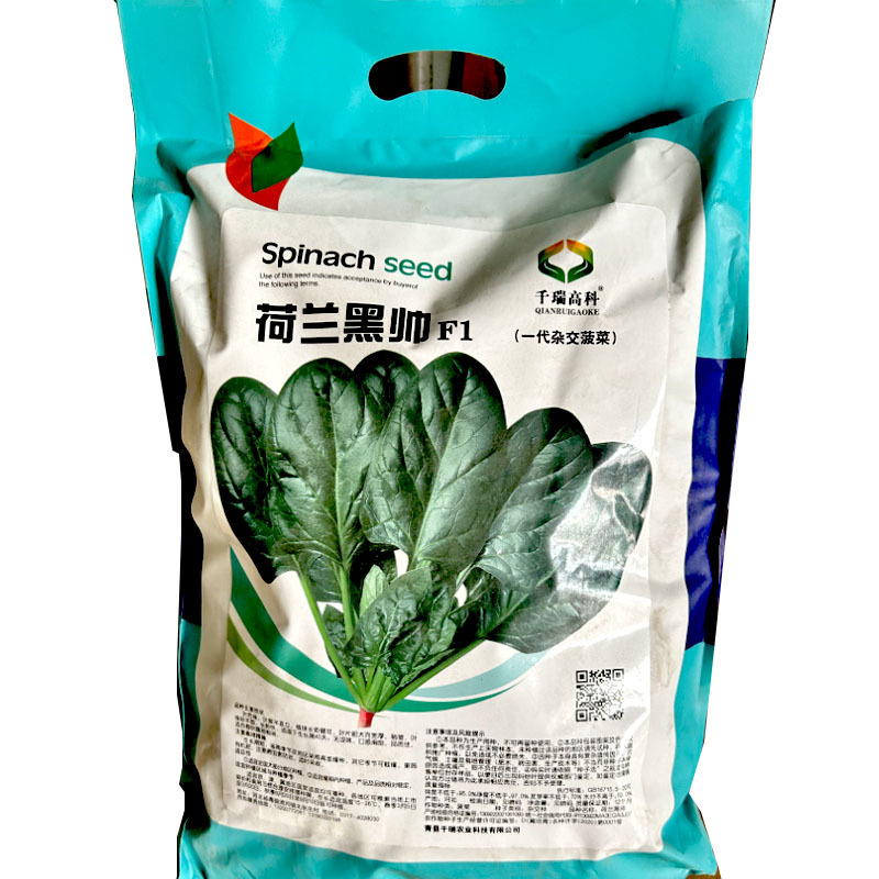 荷兰黑帅大叶菠菜种子45天春秋露地栽培