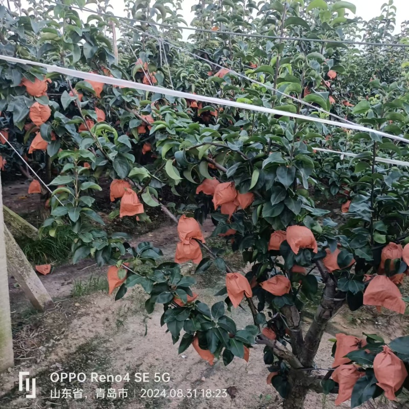 梨秋月梨，山东秋月梨，种植大户，大量上市欢迎采购