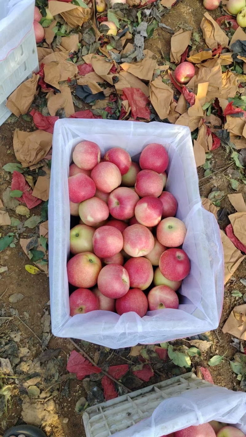 精品优质苹果/辽宁绥中嘎啦苹果诚信服务欢迎各地客商对接合作