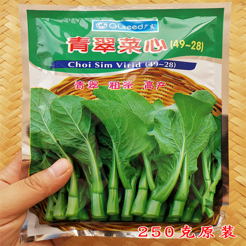 广良菜心种子抗热耐湿30天收青菜种籽春季夏季四季