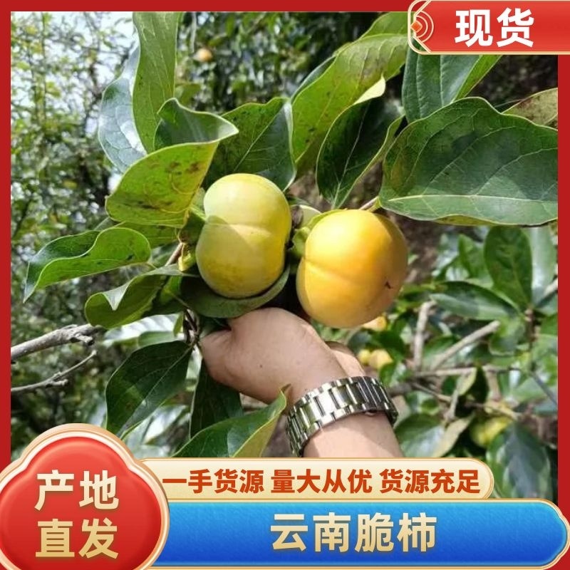 云南脆柿子大量上市啦！支持一件代发，整车落地配等服务。