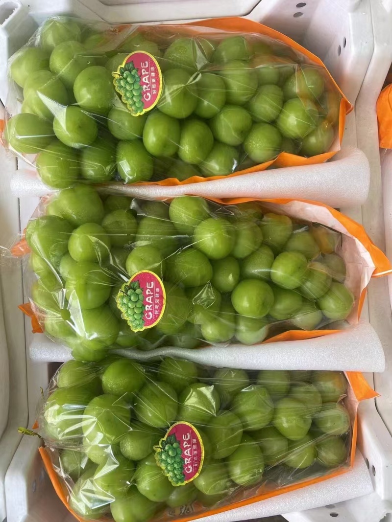 阳光玫瑰葡萄河北新鲜葡萄产地直发一手货源