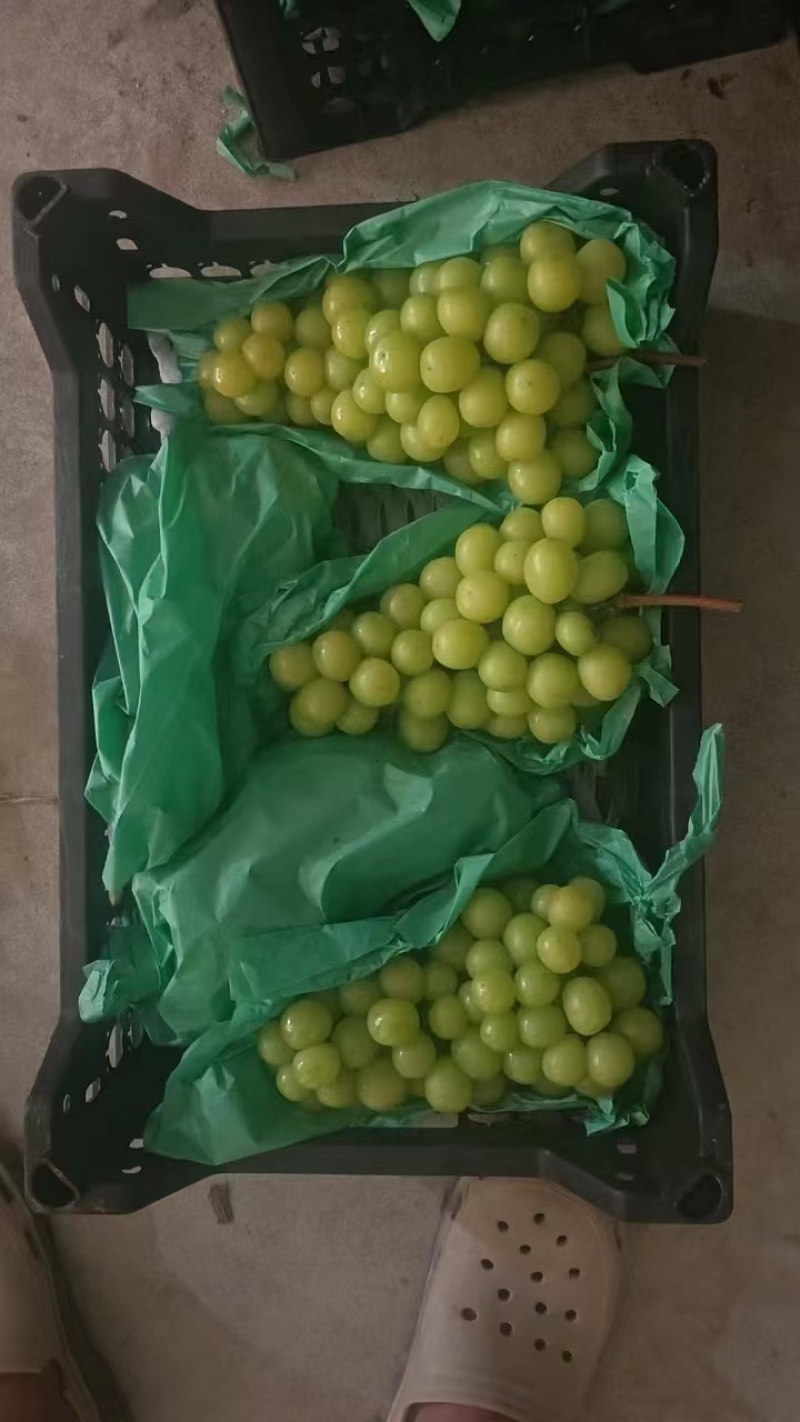 阳光玫瑰葡萄河北新鲜葡萄产地直发一手货源