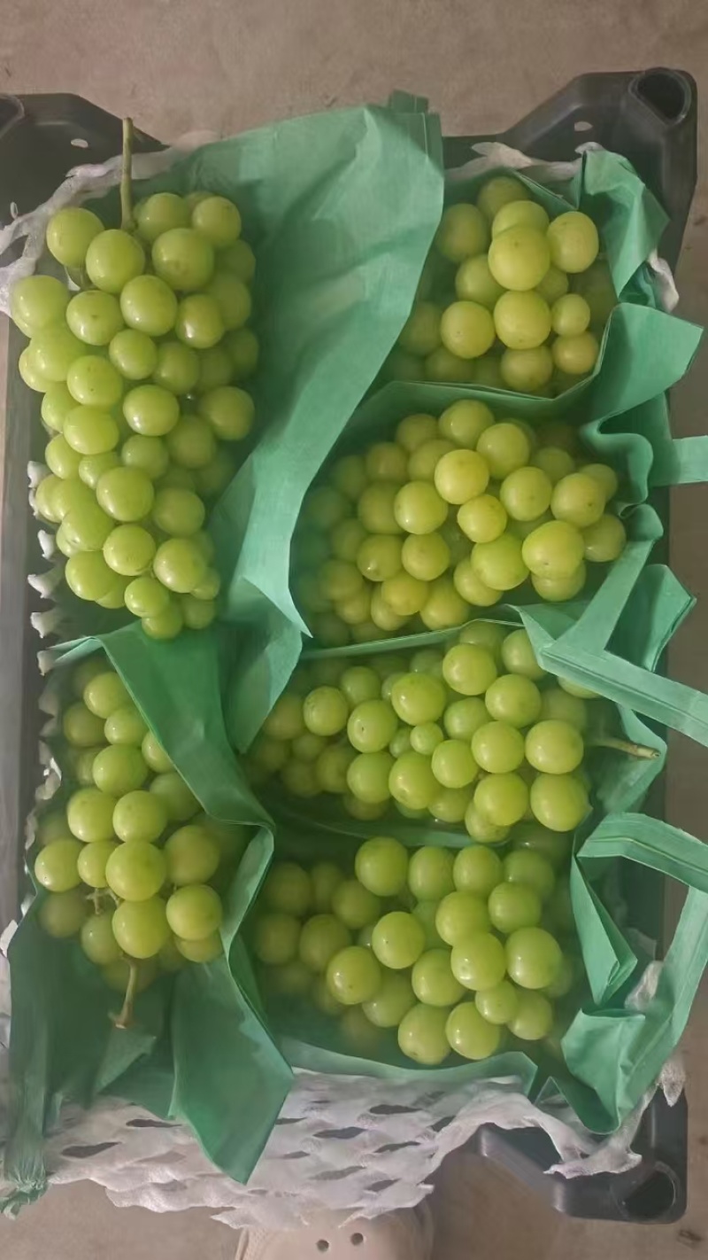 阳光玫瑰葡萄河北新鲜葡萄产地直发一手货源