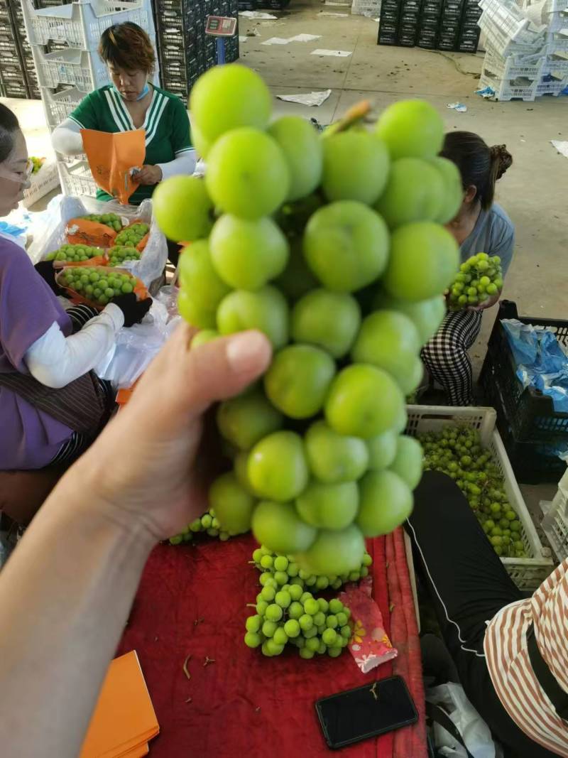 阳光玫瑰葡萄河北葡萄批发全国发货产地直发