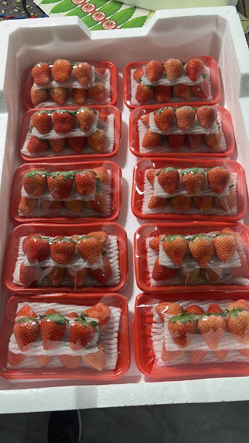 草莓妙香草莓上市了产地直销价格实惠欢迎选购