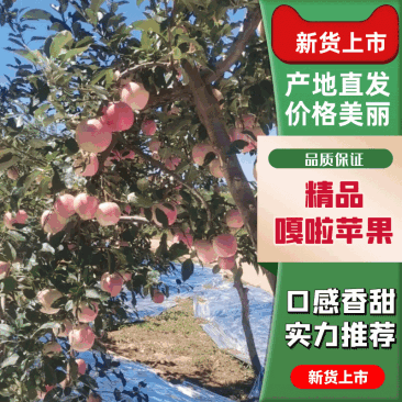 精品优质苹果/辽宁绥中嘎啦苹果诚信服务欢迎各地客商对接合作