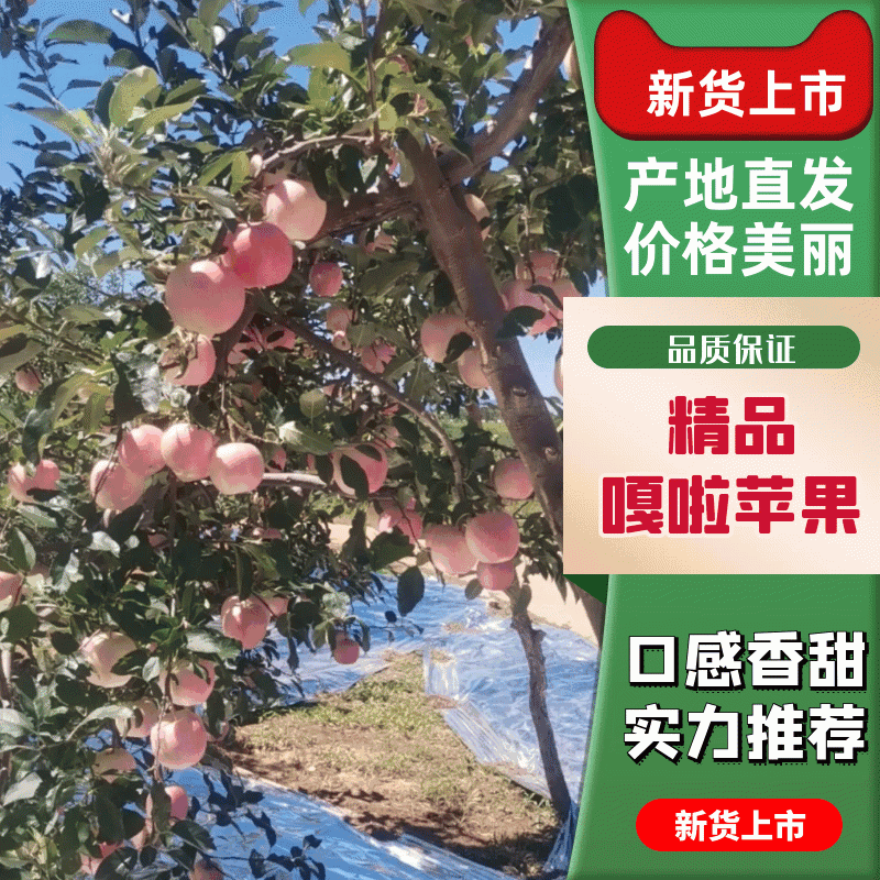 精品优质苹果/辽宁绥中嘎啦苹果诚信服务欢迎各地客商对接合作