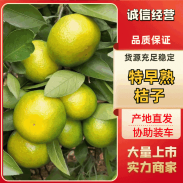 一件代发桔子柑桔代发和平台出货量大从优可实地考察视频看货
