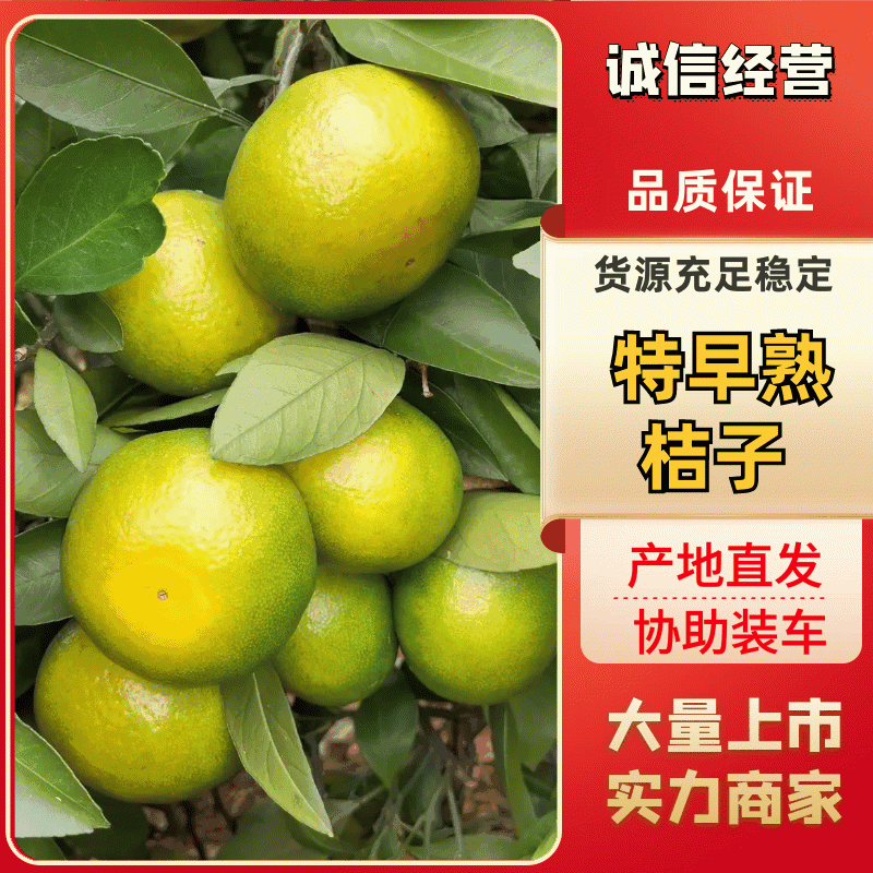 一件代发桔子柑桔代发和平台出货量大从优可实地考察视频看货