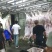 猪肉猪白条自有工厂保质保量诚信经营欢迎选购