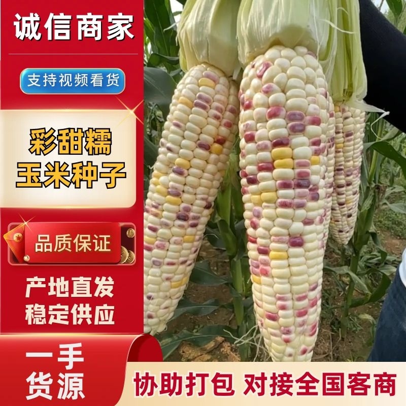 彩甜糯玉米种子，大田作物，南北通种，欢迎老板咨询
