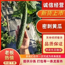 密刺黄瓜精品黄瓜，安顺黄瓜货源充足量大从优欢迎老板电话联系