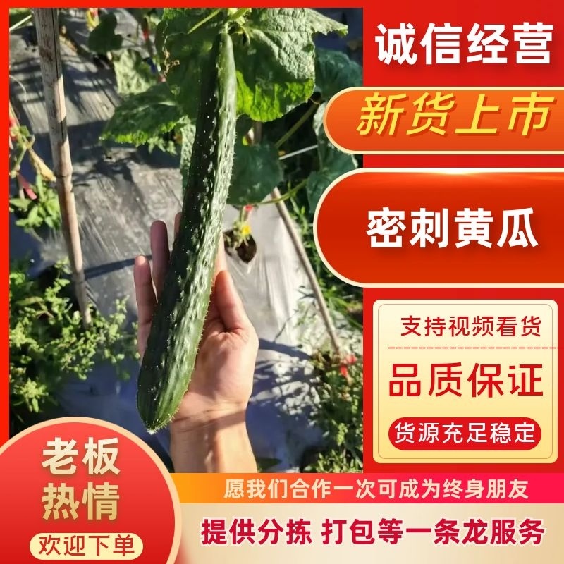 密刺黄瓜精品黄瓜，安顺黄瓜货源充足量大从优欢迎老板电话联系