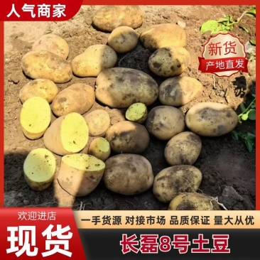 长磊8号原种薯9月10号开始起货需要的种植大户联系全国供