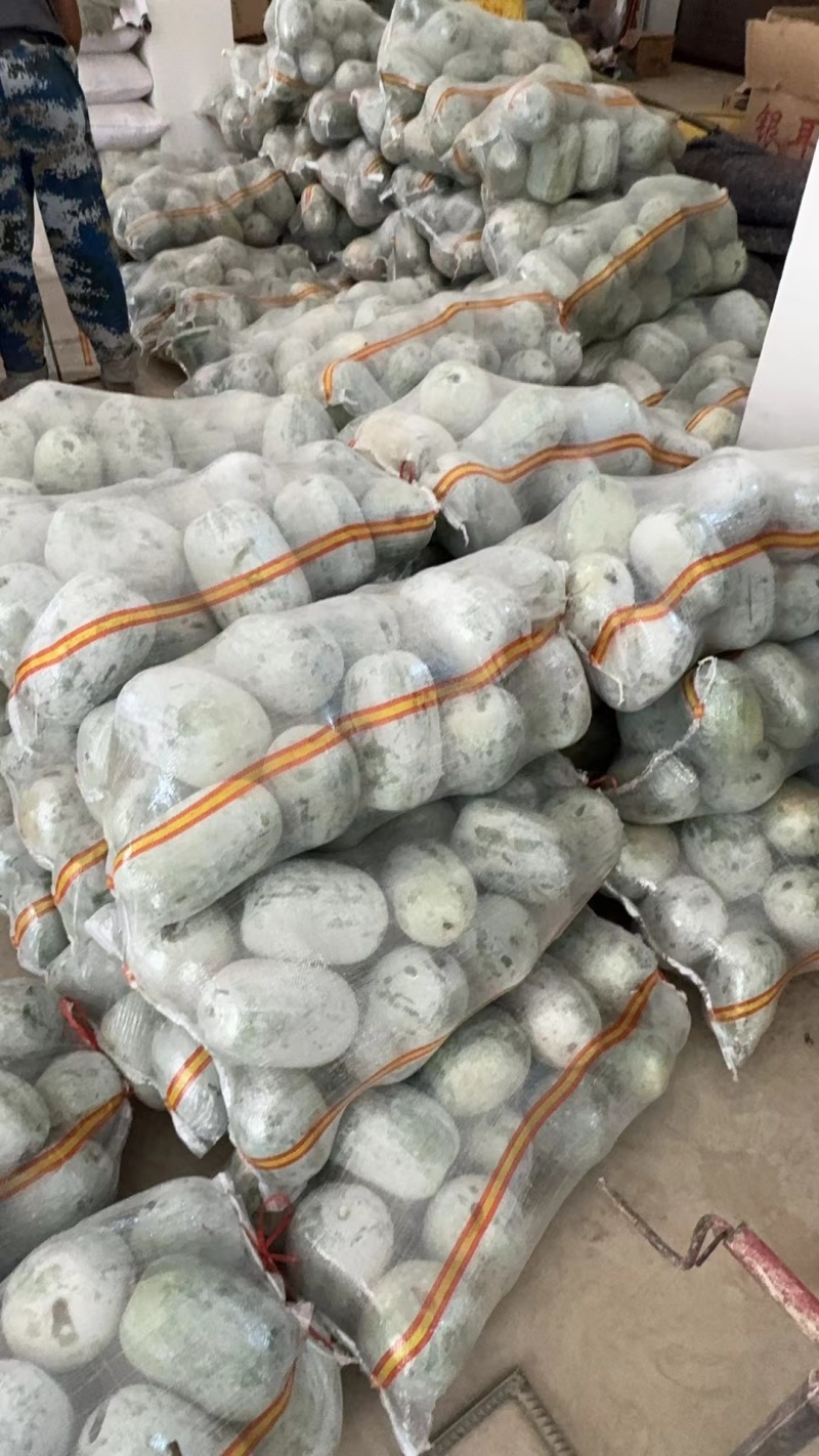 水果冬瓜开封小冬瓜品质好量大从优实力货发全国