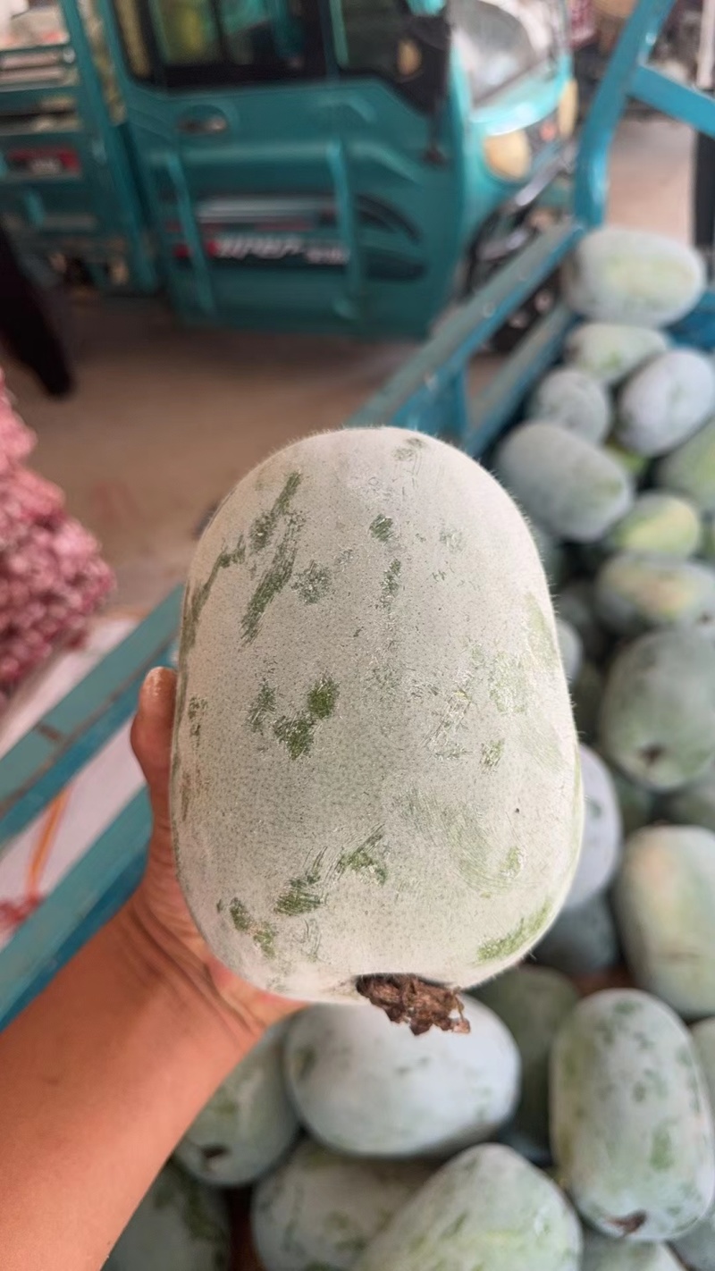 水果冬瓜开封小冬瓜品质好量大从优实力货发全国