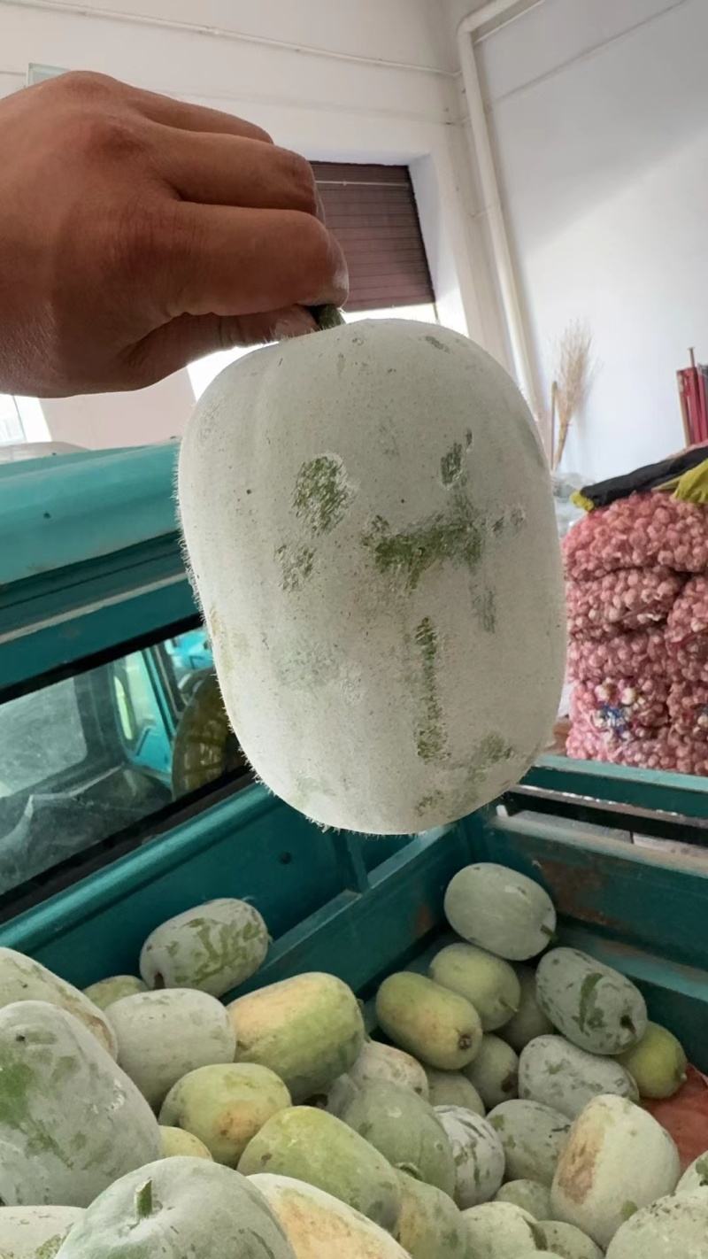 水果冬瓜开封小冬瓜品质好量大从优实力货发全国
