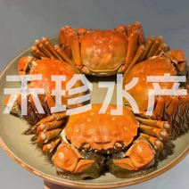 【特大号】【大闸蟹】个大黄多，肉质鲜美，规格齐全，量大从优