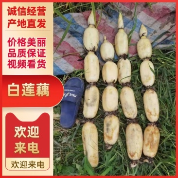江苏莲藕3735新鲜白莲藕供应电商市场商超加工厂