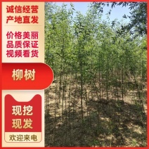 精品柳树规格齐全量大从优质量保证欢迎咨询