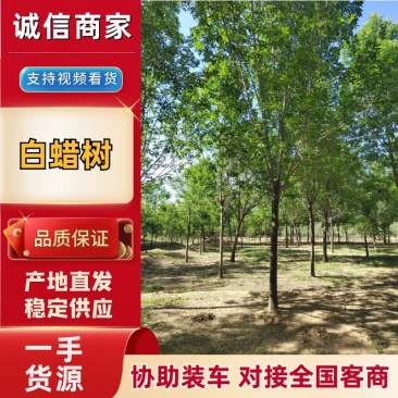 精品白蜡树，产地直发，大量有货，欢迎各位老板咨询采购