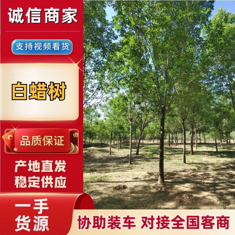 精品白蜡树，产地直发，大量有货，欢迎各位老板咨询采购