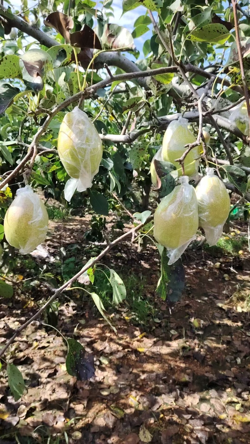 【红香酥】嘎嘎脆，嘎嘎甜，嘎嘎好吃，量大从优，客官里边请