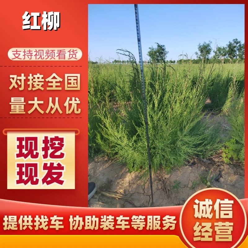 红柳柽柳3公分质量保证量大从优欢迎咨询