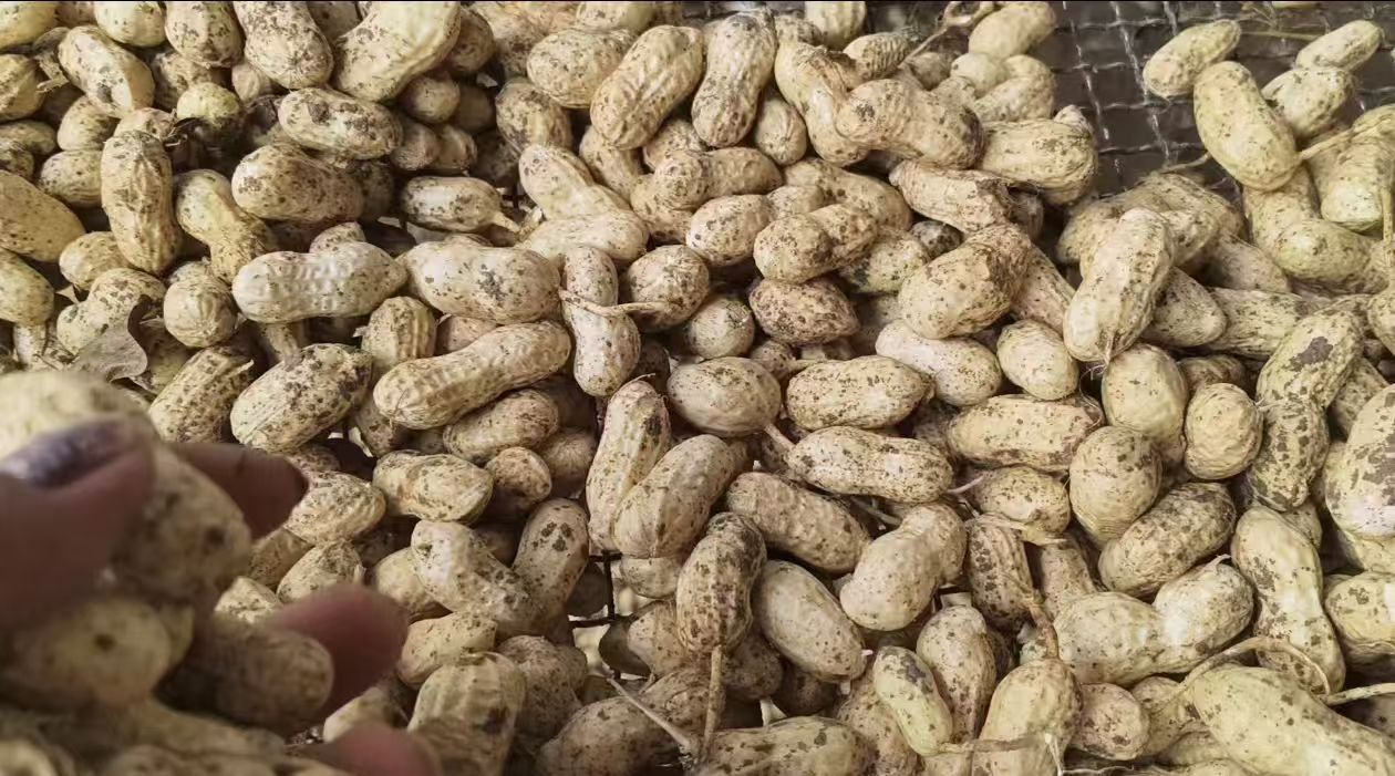 陈皮、炒谷芽、砂仁三味解腻食材特写拼图：左上陈皮丝油亮卷曲，中下炒谷芽颗粒膨化微黄，右上砂仁果实绒毛清晰，三者置于青灰色粗陶盘中，背景虚化显示显微镜下陈皮油室、谷芽淀粉酶、砂仁油滴结构简图