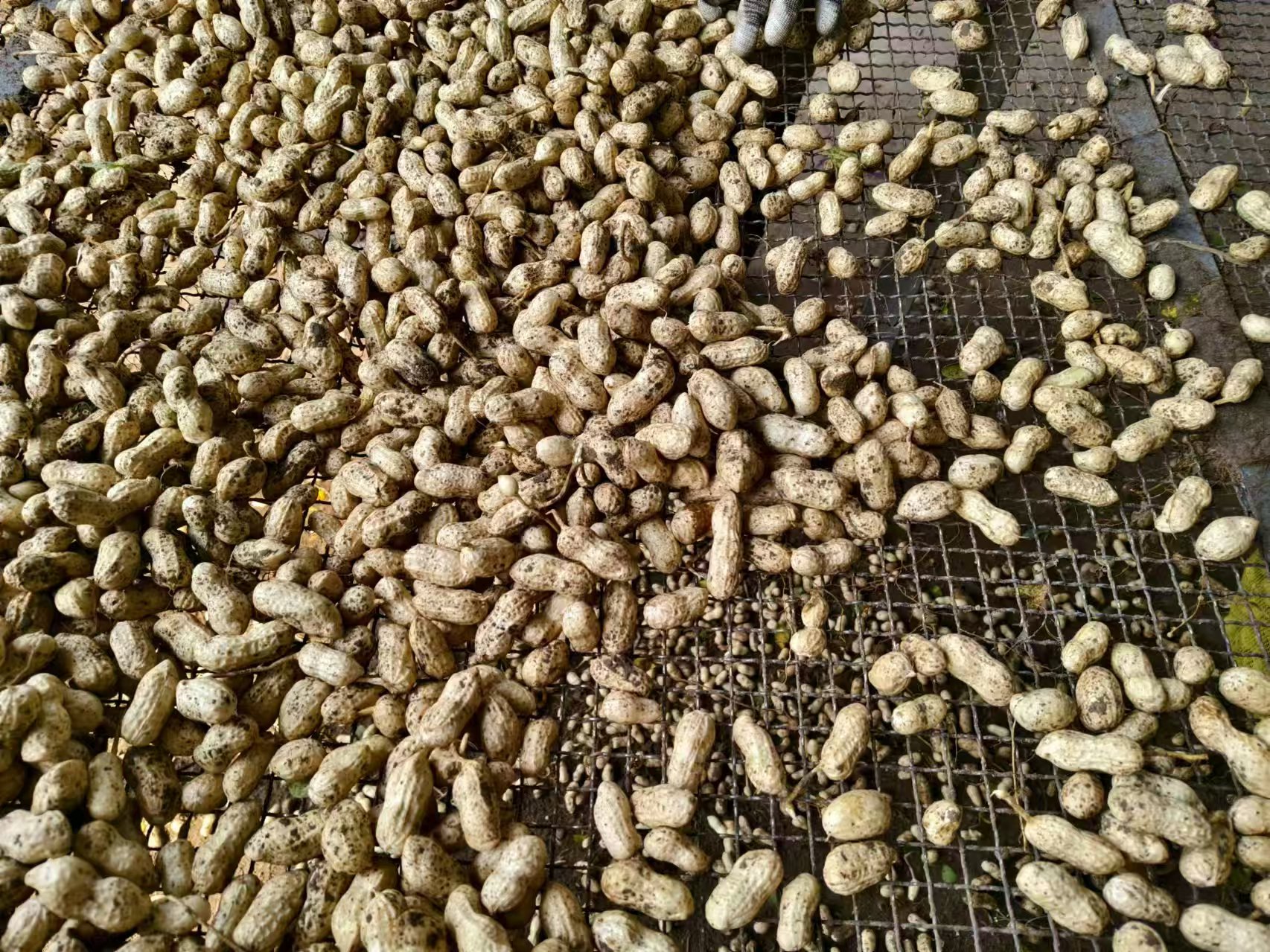 展示来自海南琼海的优质白胡椒成品,颗粒饱满,色泽洁白 白胡椒成品展示图