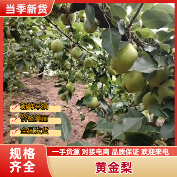 【黄金梨】高密南山酥梨，果汁多甜耐储存，欢迎各地老板进店商议