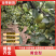 【黄金梨】高密南山酥梨，果汁多甜耐储存，欢迎各地老板进店商议