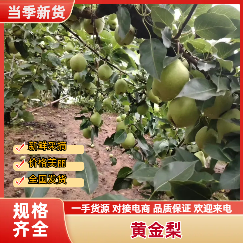 【黄金梨】高密南山酥梨，果汁多甜耐储存，欢迎各地老板进店商议