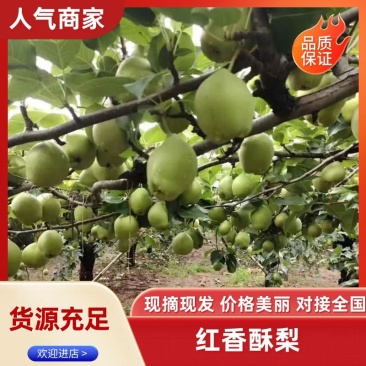 【红香酥】嘎嘎脆，嘎嘎甜，嘎嘎好吃，量大从优，客官里边请