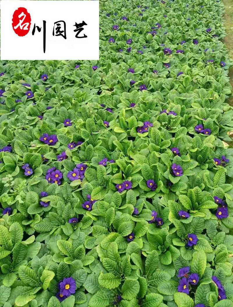 报春花苗圃基地直供四川成都出售报春花杯苗色彩规格齐全