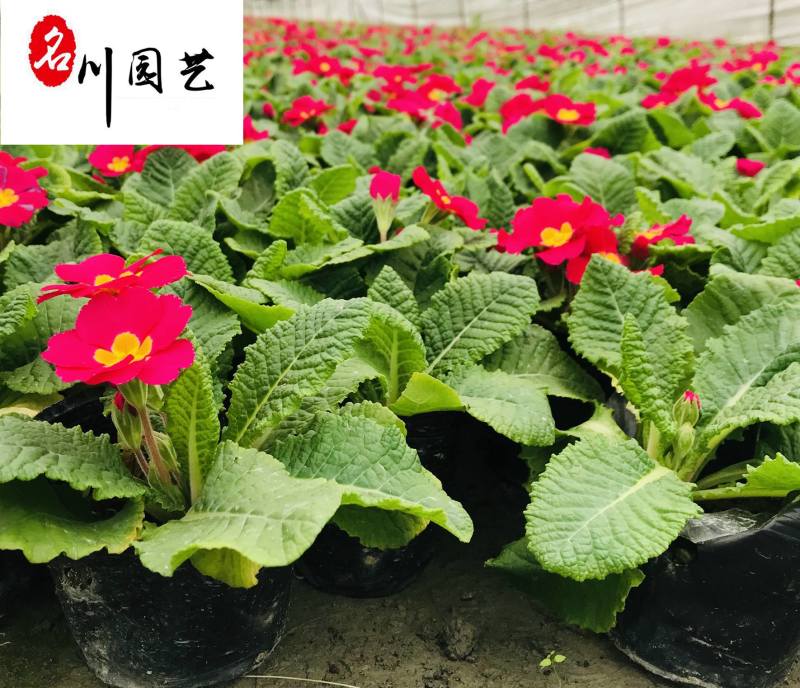 报春花苗圃基地直供四川成都出售报春花杯苗色彩规格齐全