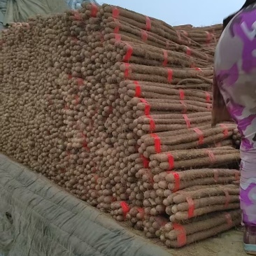 河北精品白玉山药大量有货价格优惠供应全国欢迎咨询！